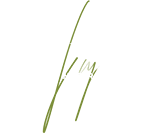 Logo Regular